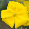 Helianthemum Mrs Lake - Abriachan Nurseries
